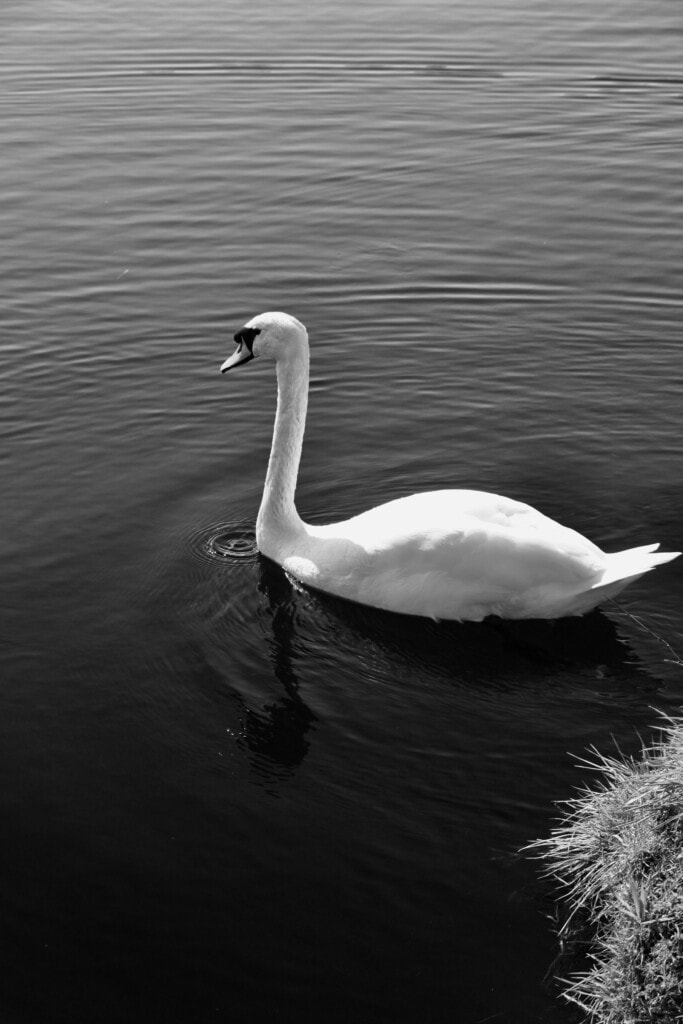 swan