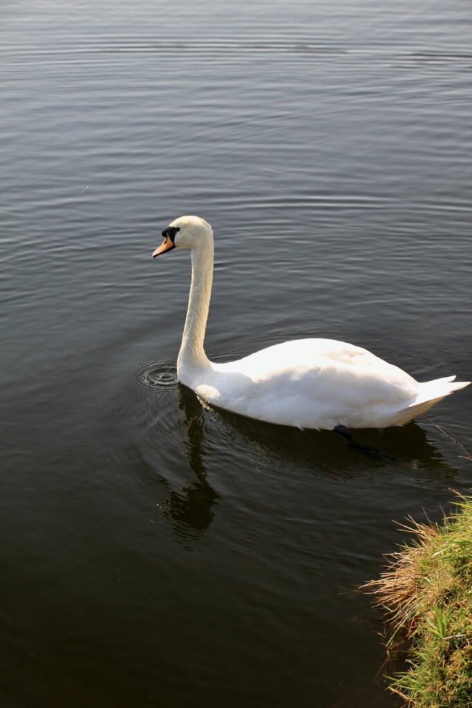swan