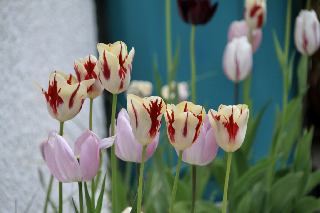 Tulips