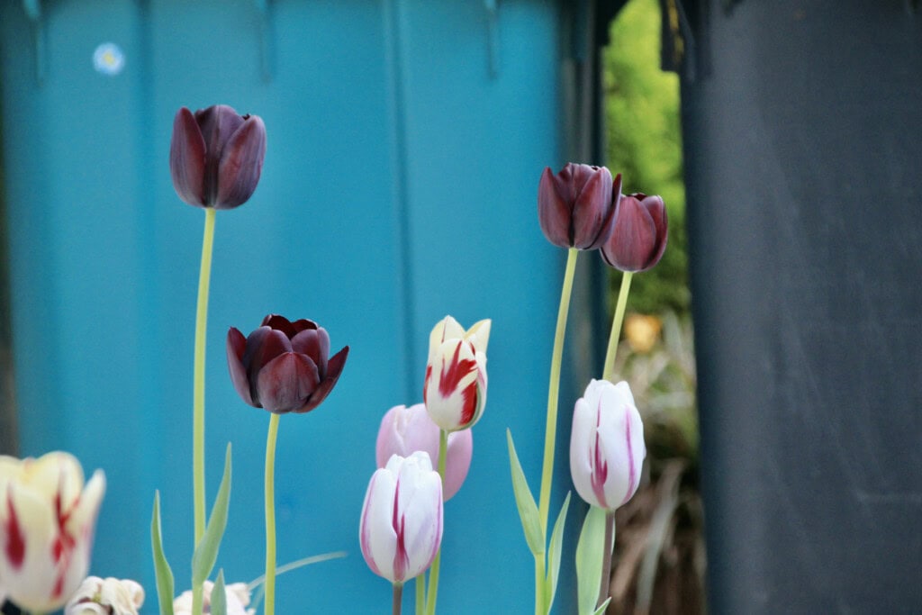 Tulips -- FOTD May 01