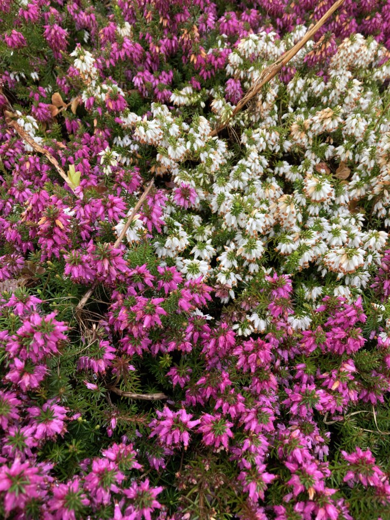 Pink & white heather
