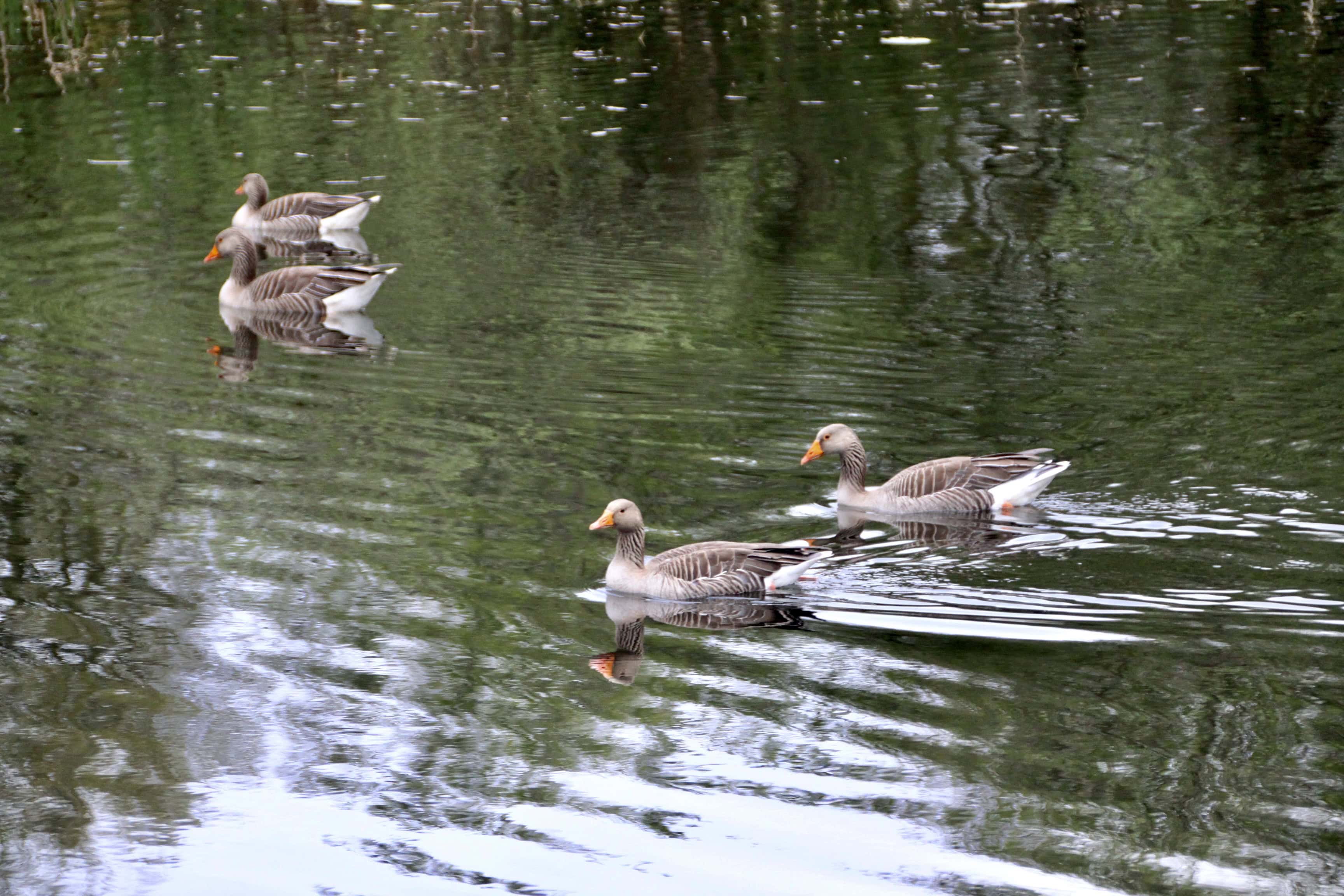Geese — Fan Of… #157 and Sunday Stills.