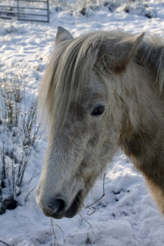 Wee horse