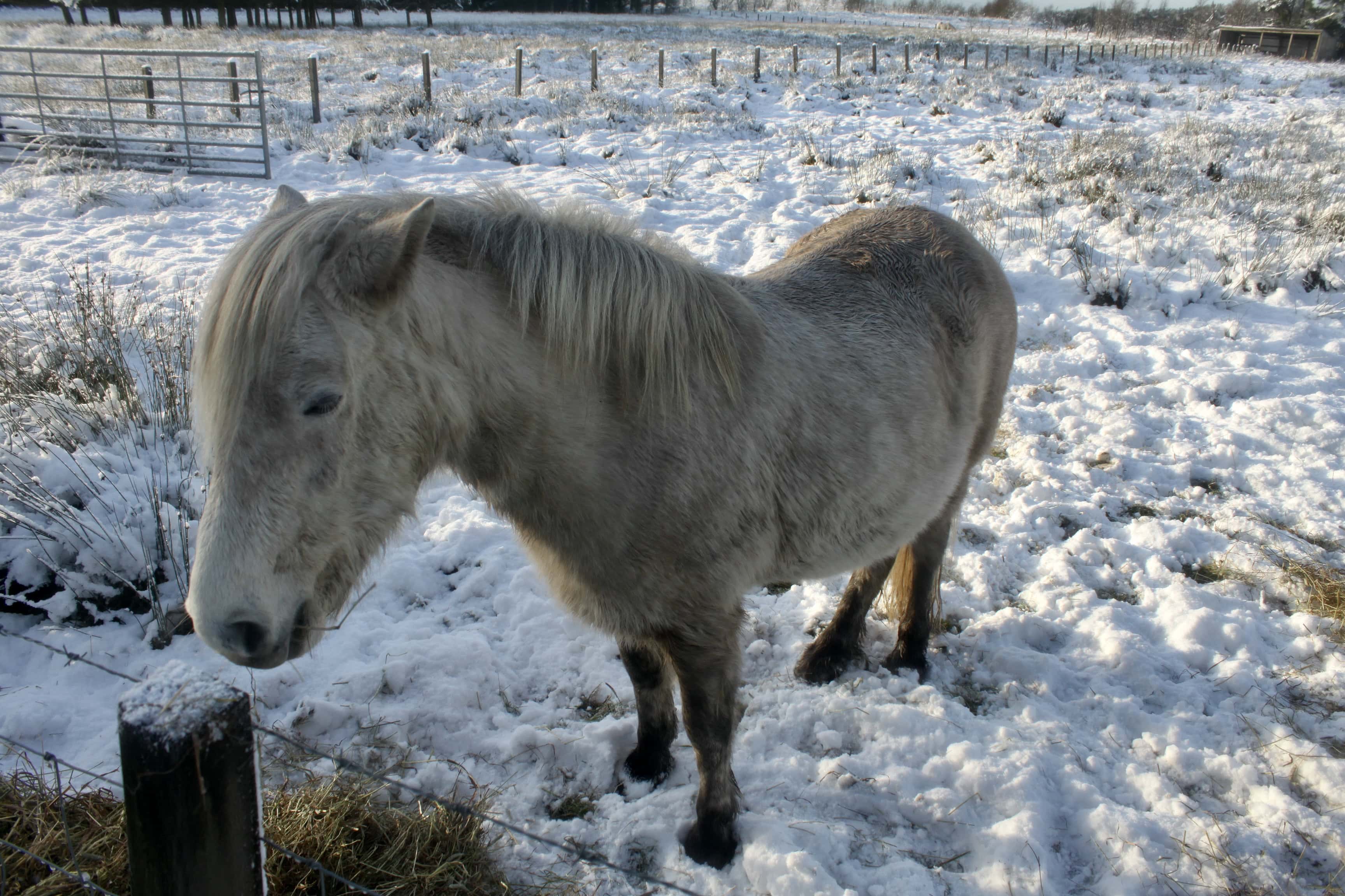 Wee Horse — Monday Portrait May 29