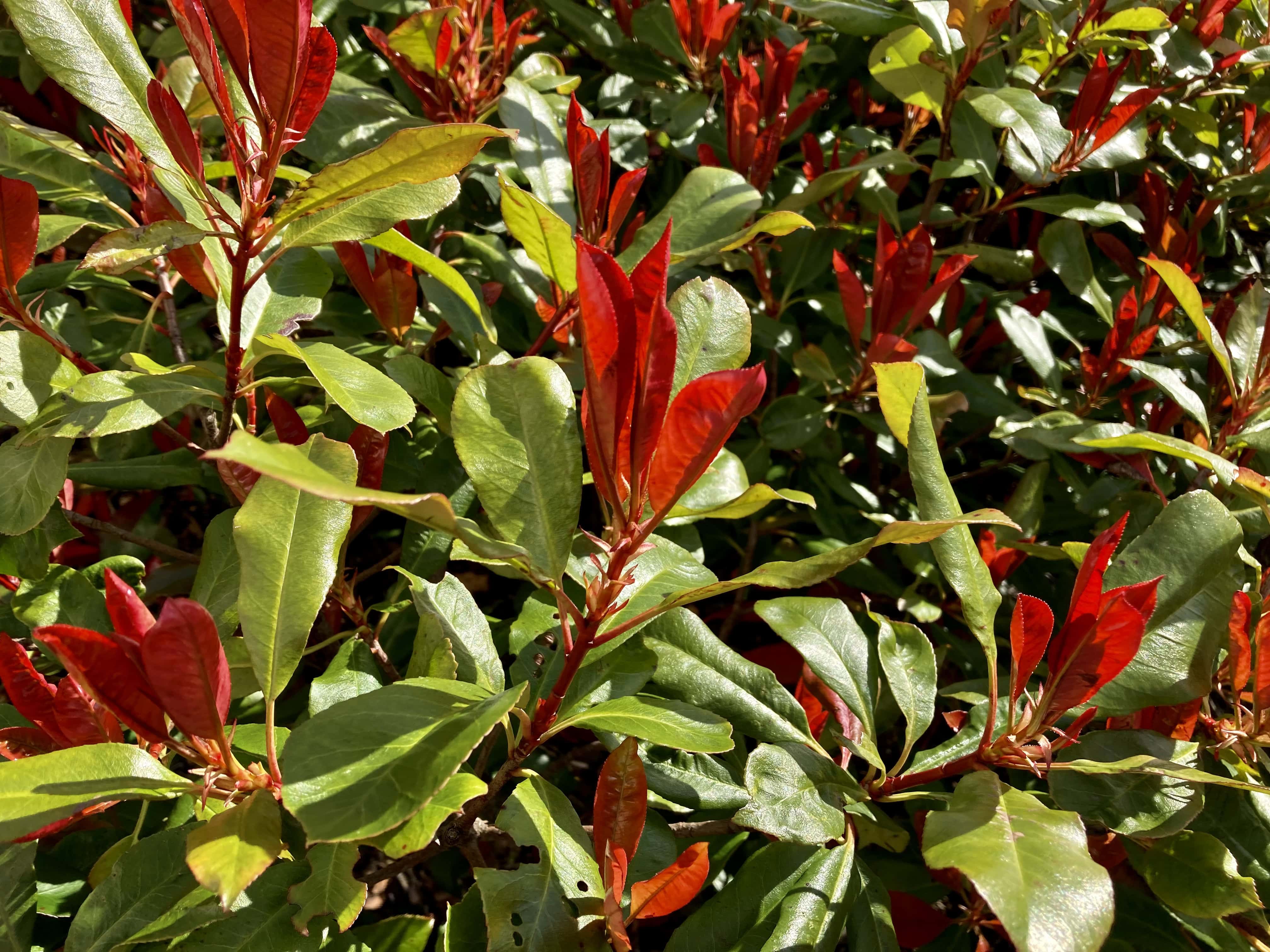 Red Tip Photinia — FOTD May 17