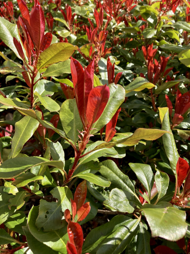 Photinia