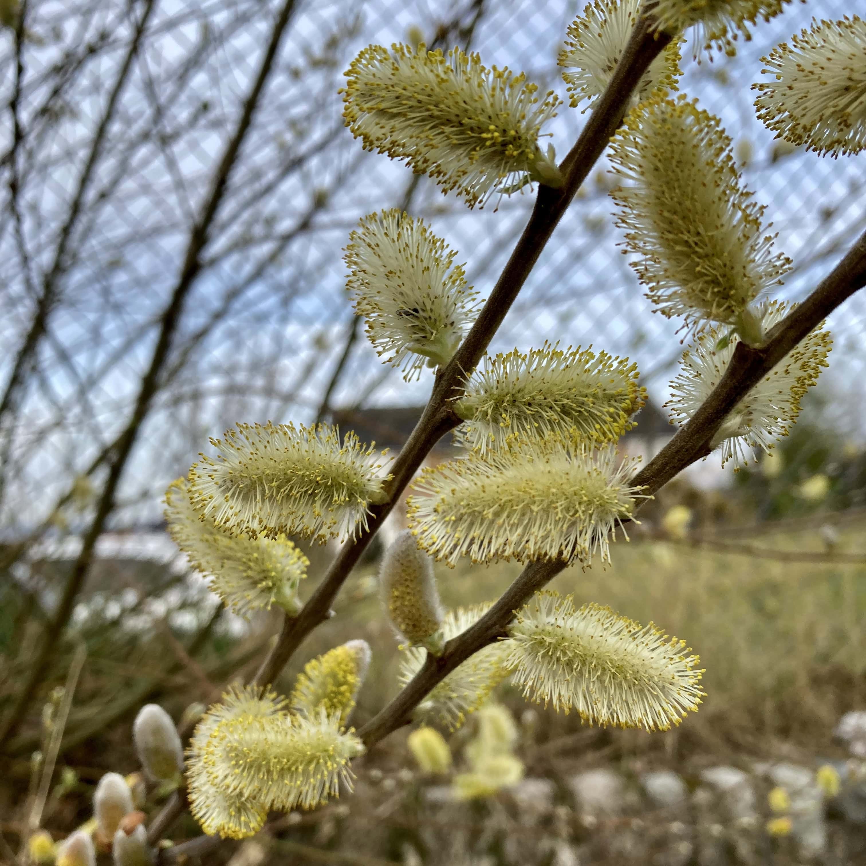 Catkins — FOTD May 18