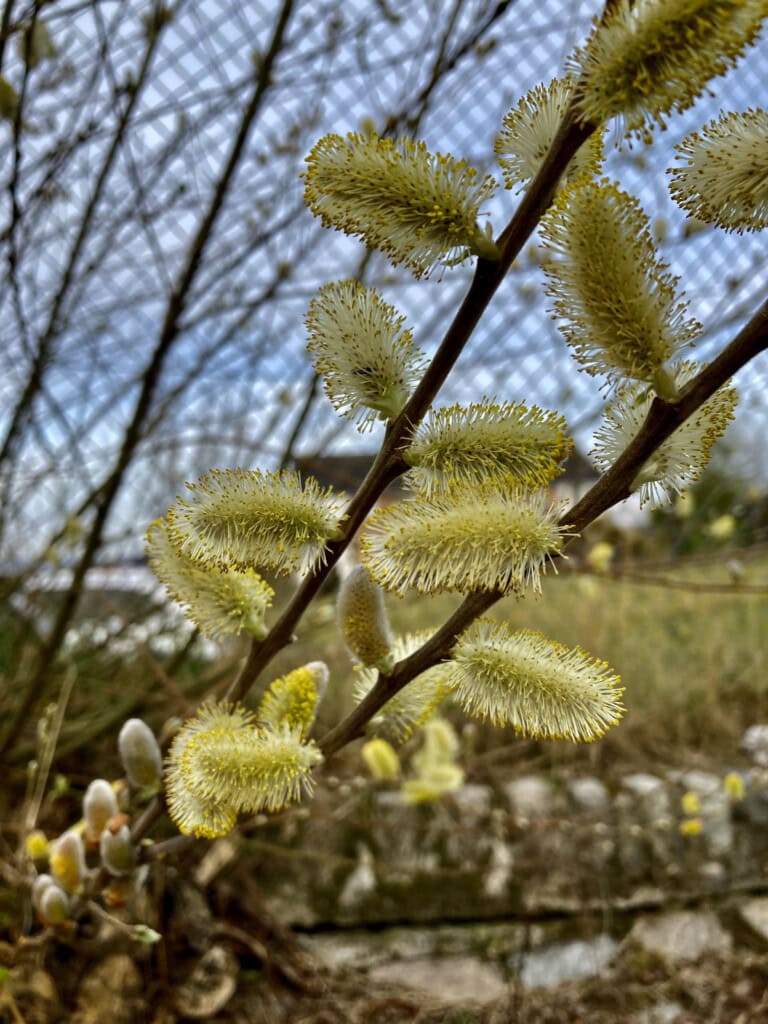 Catkins