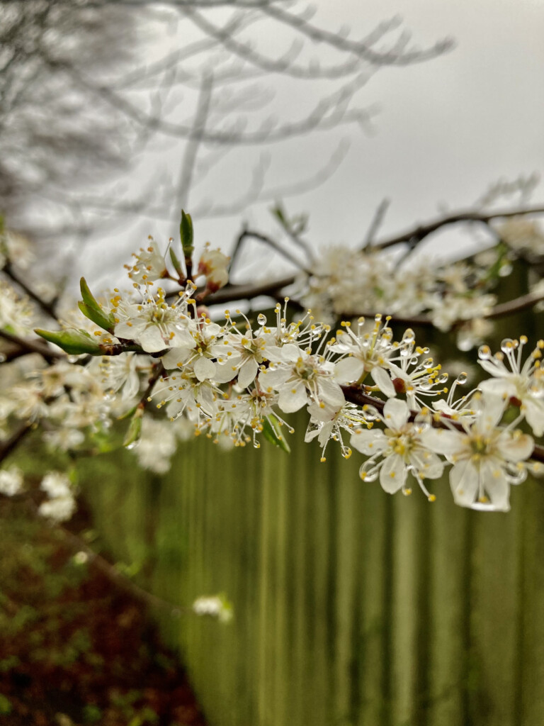 Blossom