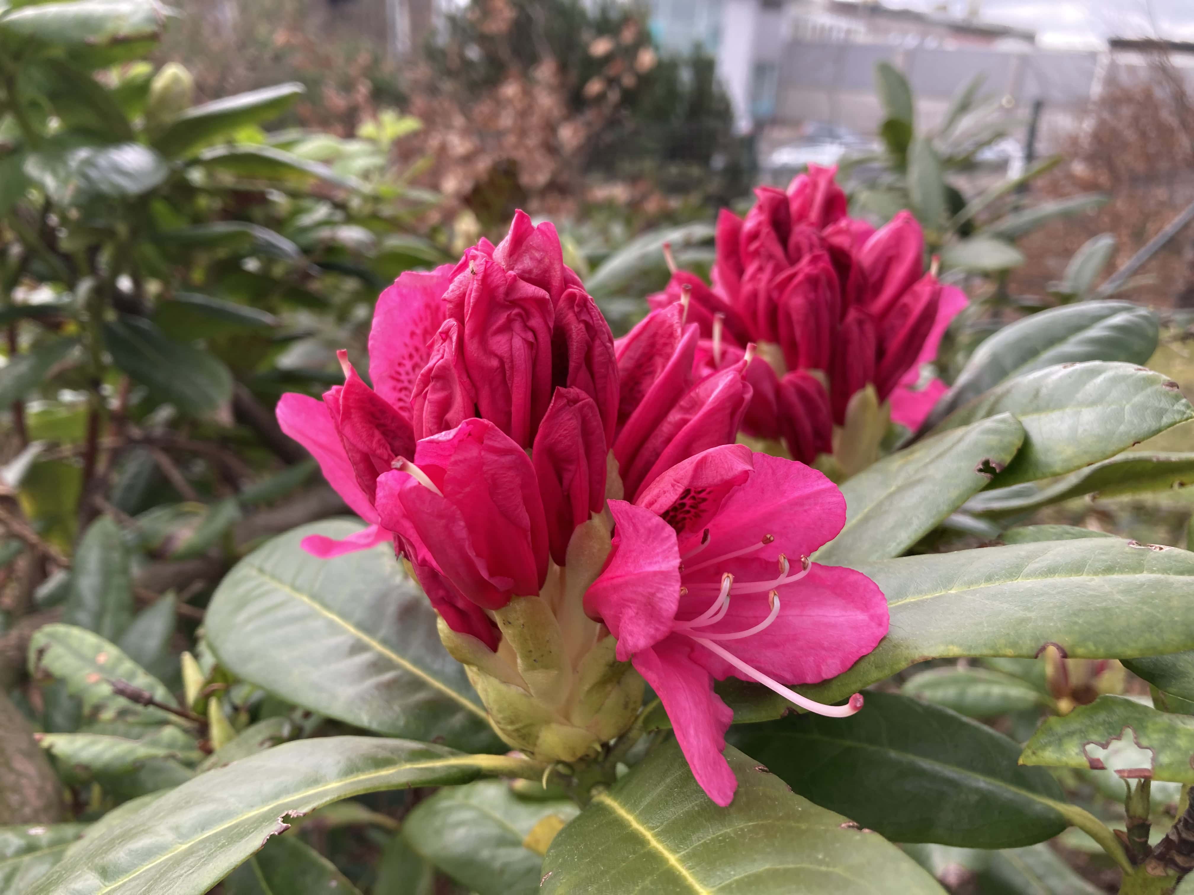 Rhododendrons — FOTD May 30