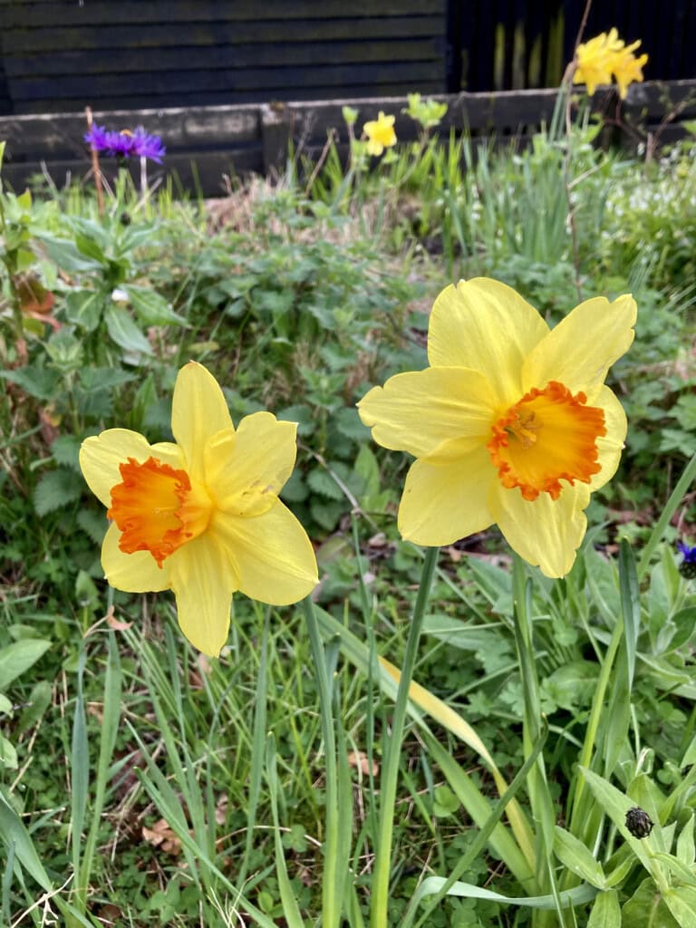 daffodils