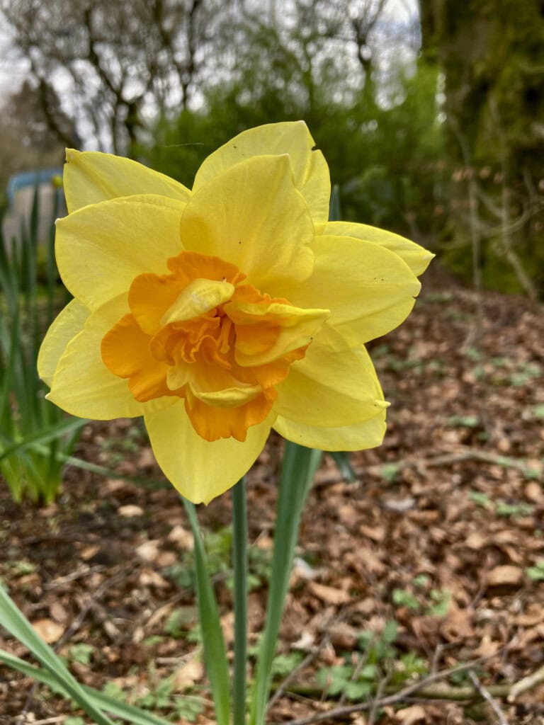daffodils