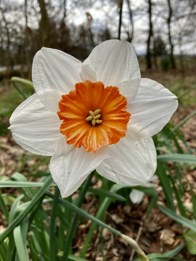 daffodils