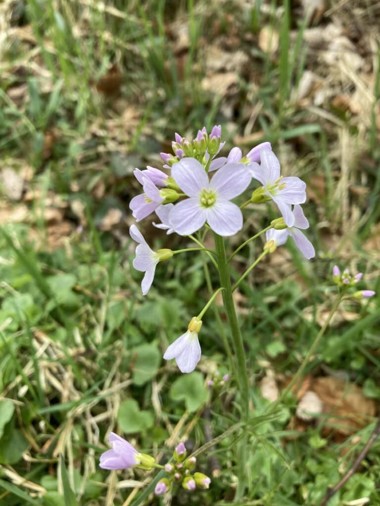 Cuckoo flower