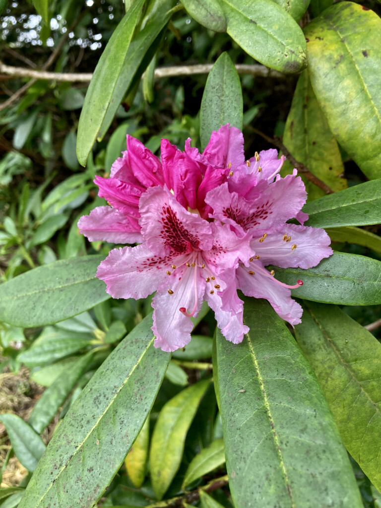 Rhododendron