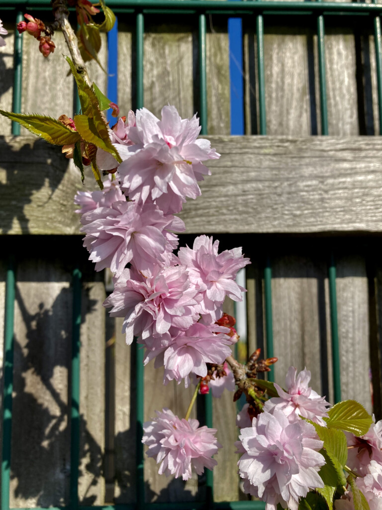 Pink Blossom