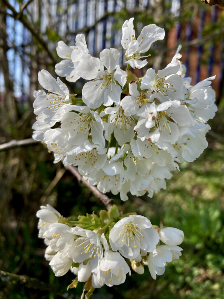 Blossom
