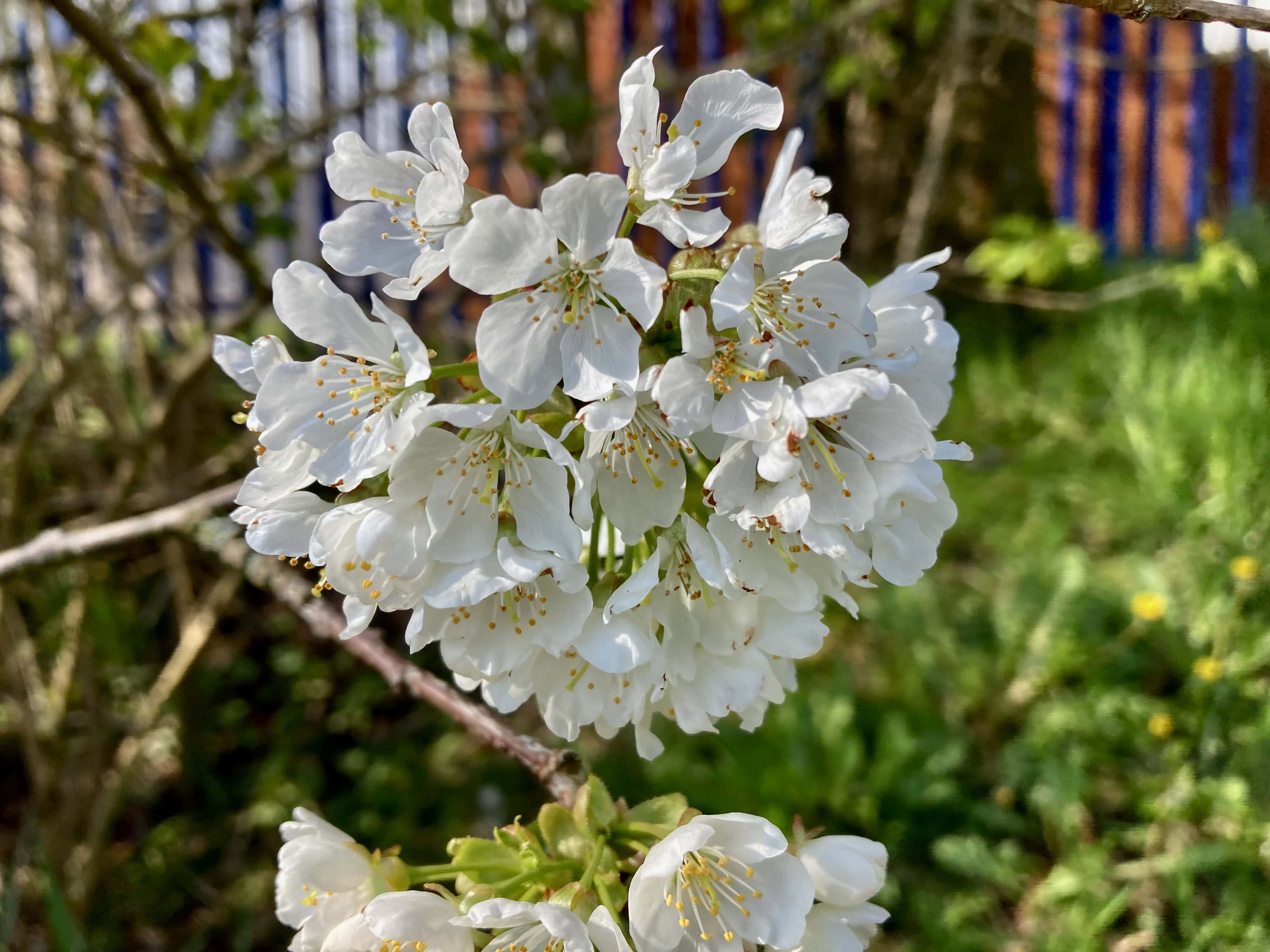 Blossom — FOTD May 27