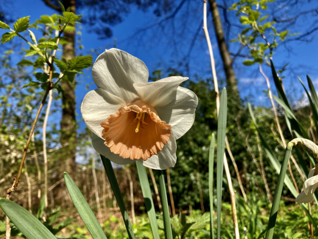 daffodils