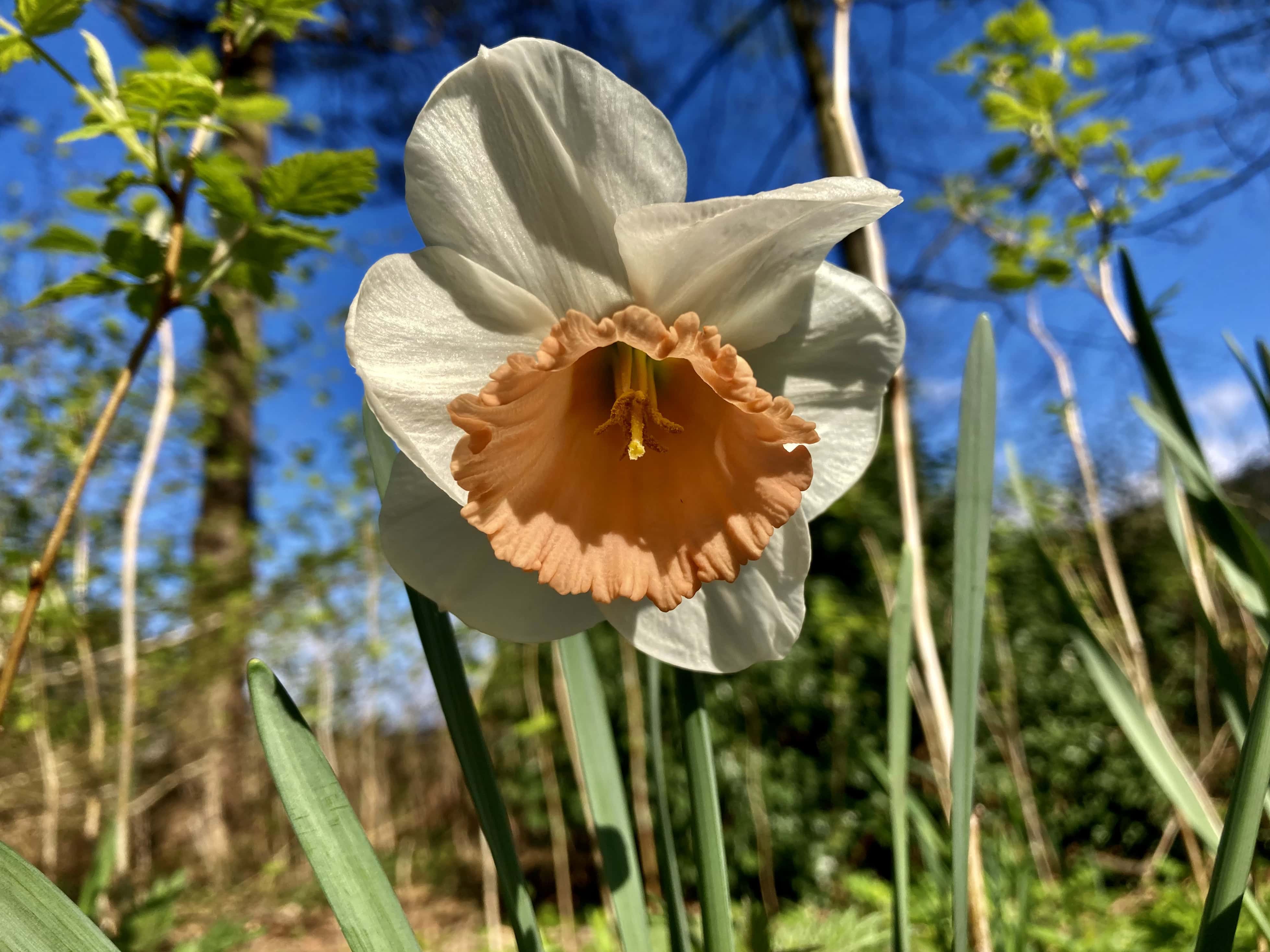 A Few More Daffodils/Narcissus — FOTD May 09