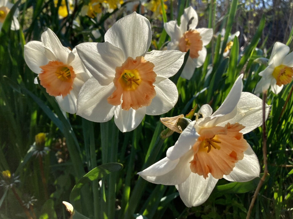 daffodils