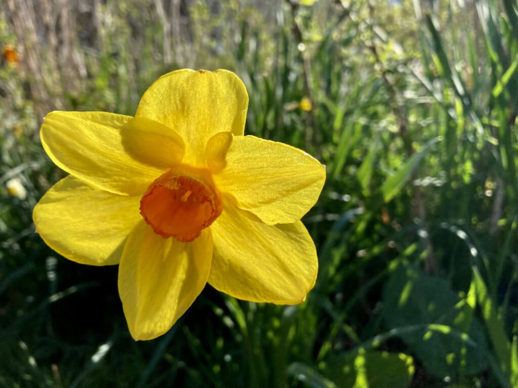 daffodils