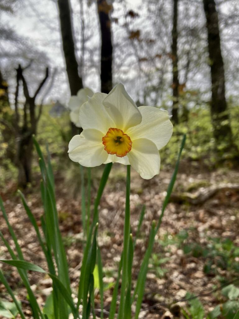 daffodils