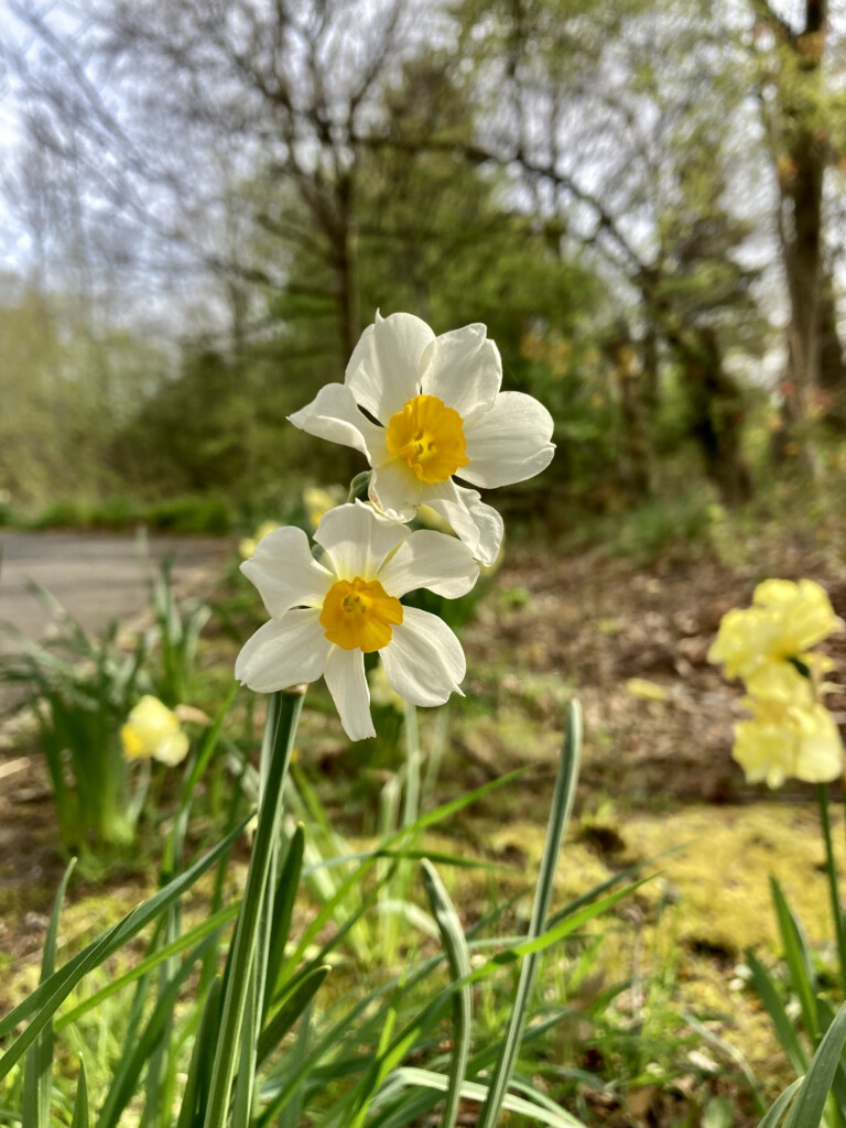 daffodils