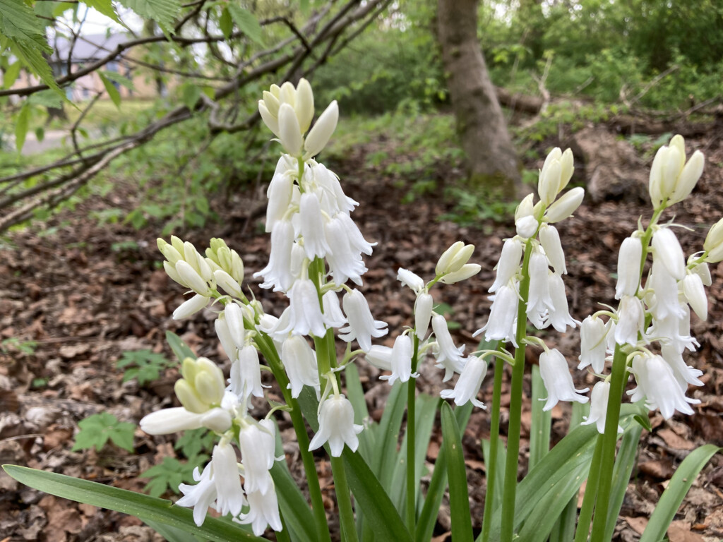 Spanish bluebells