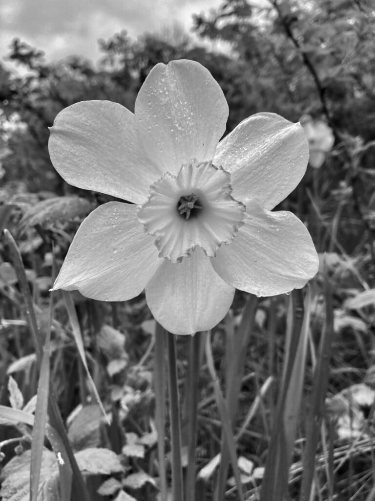 Daffodil