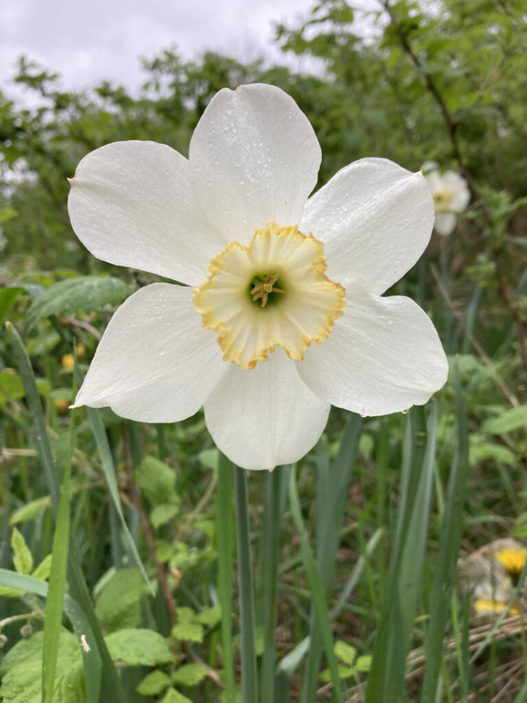 daffodils