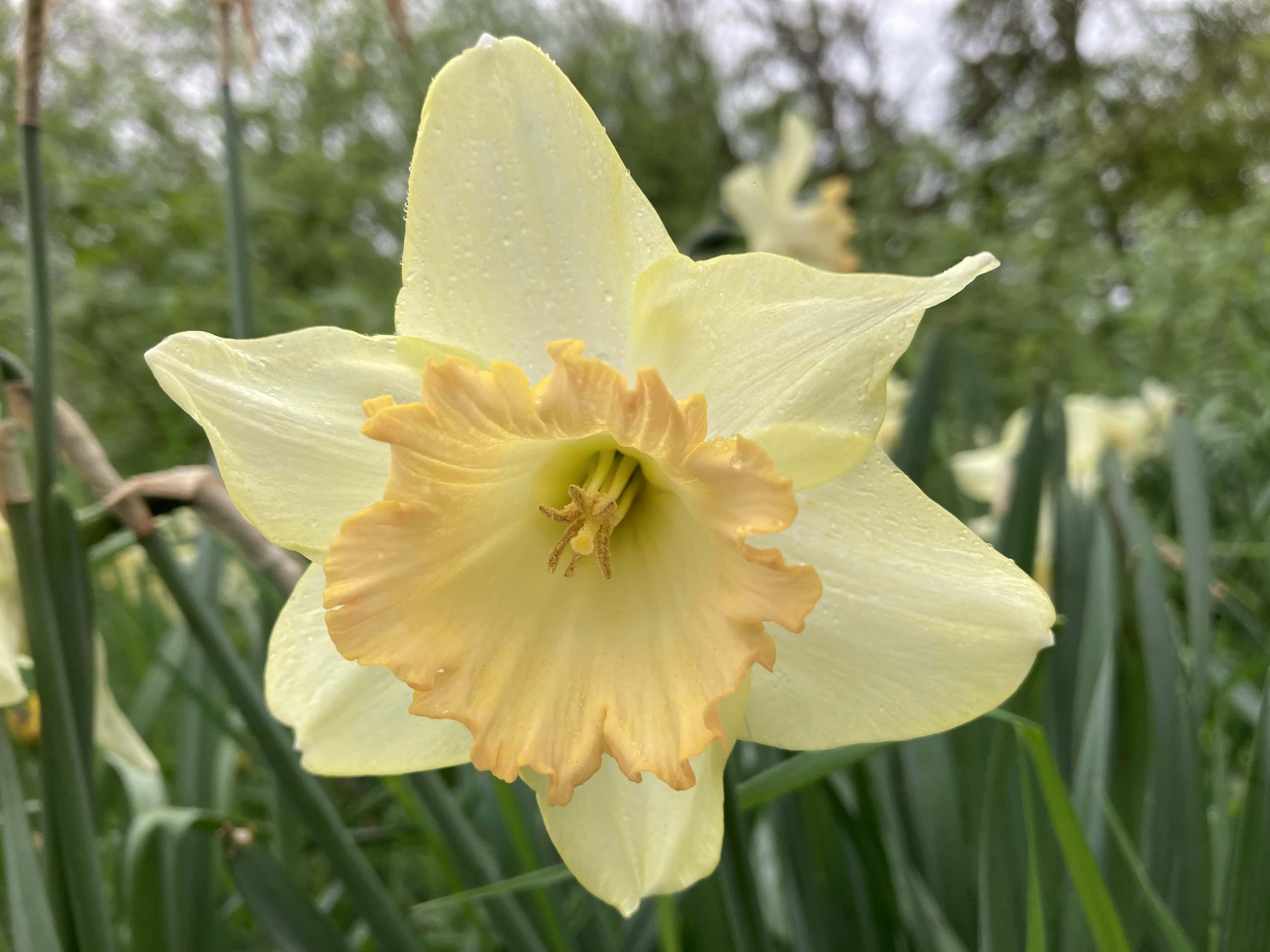 The Last of the Daffs/Narcissus — FOTD May 15