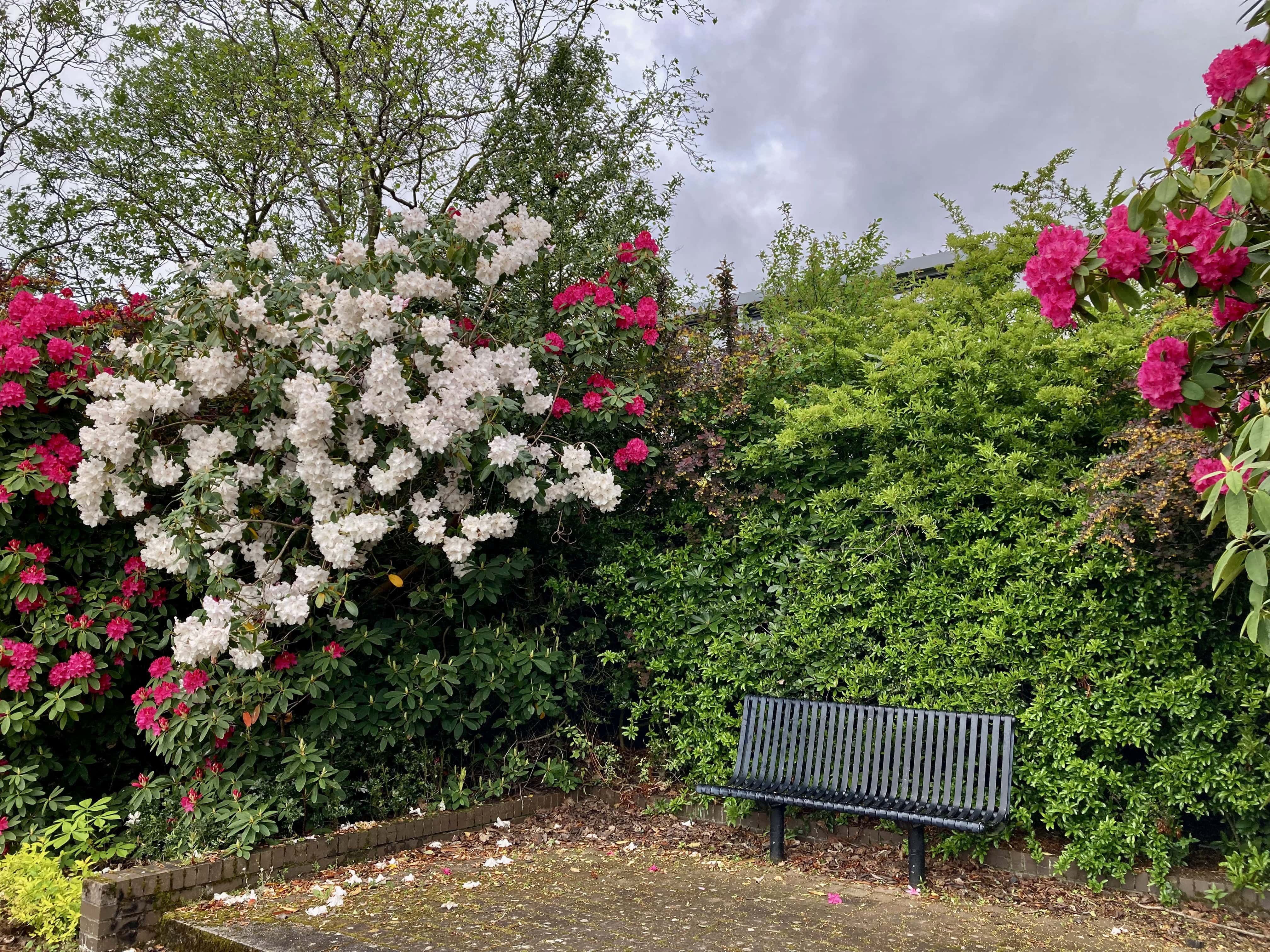 Pull Up a Seat and Enjoy the Rhododendrons