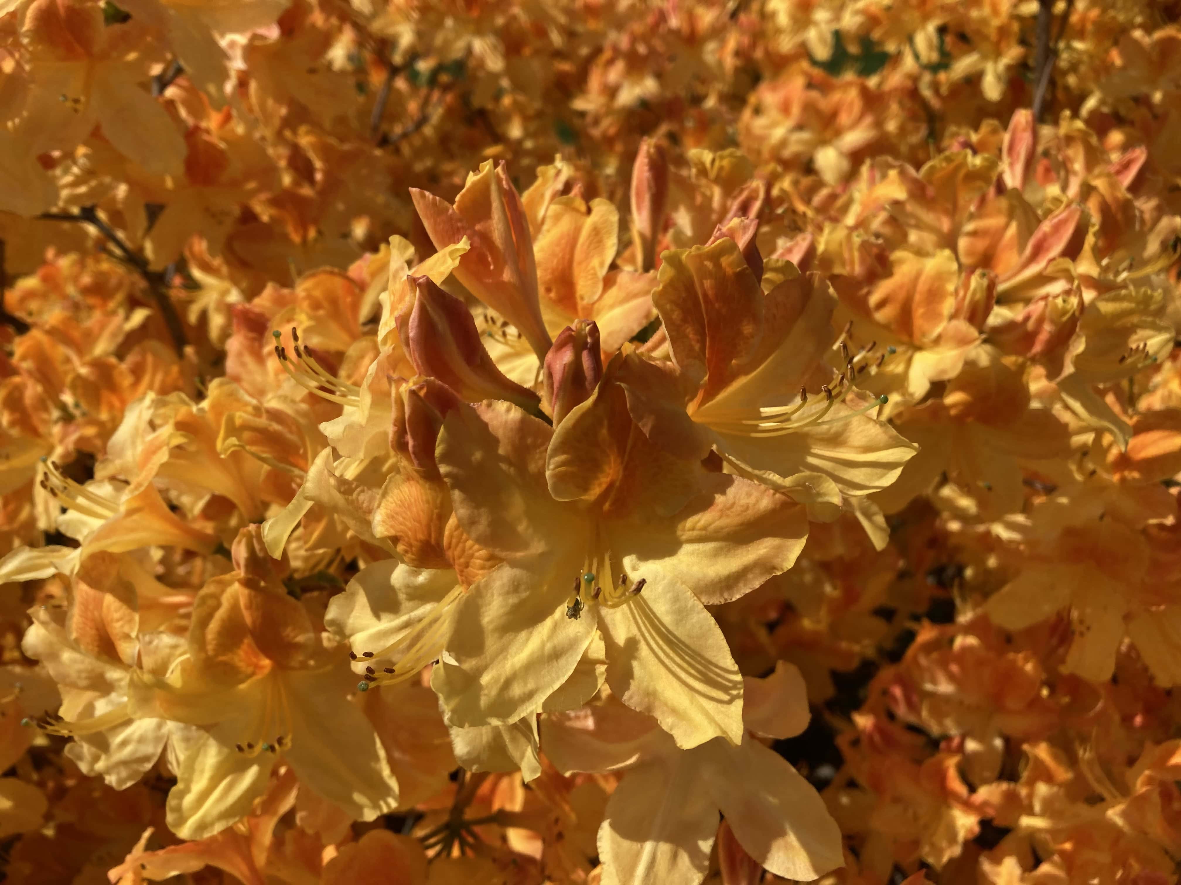 Fiery Rhododendrons — Cellpic Sunday