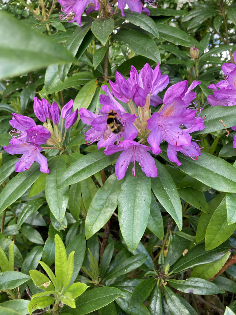 Rhodie & a bee
