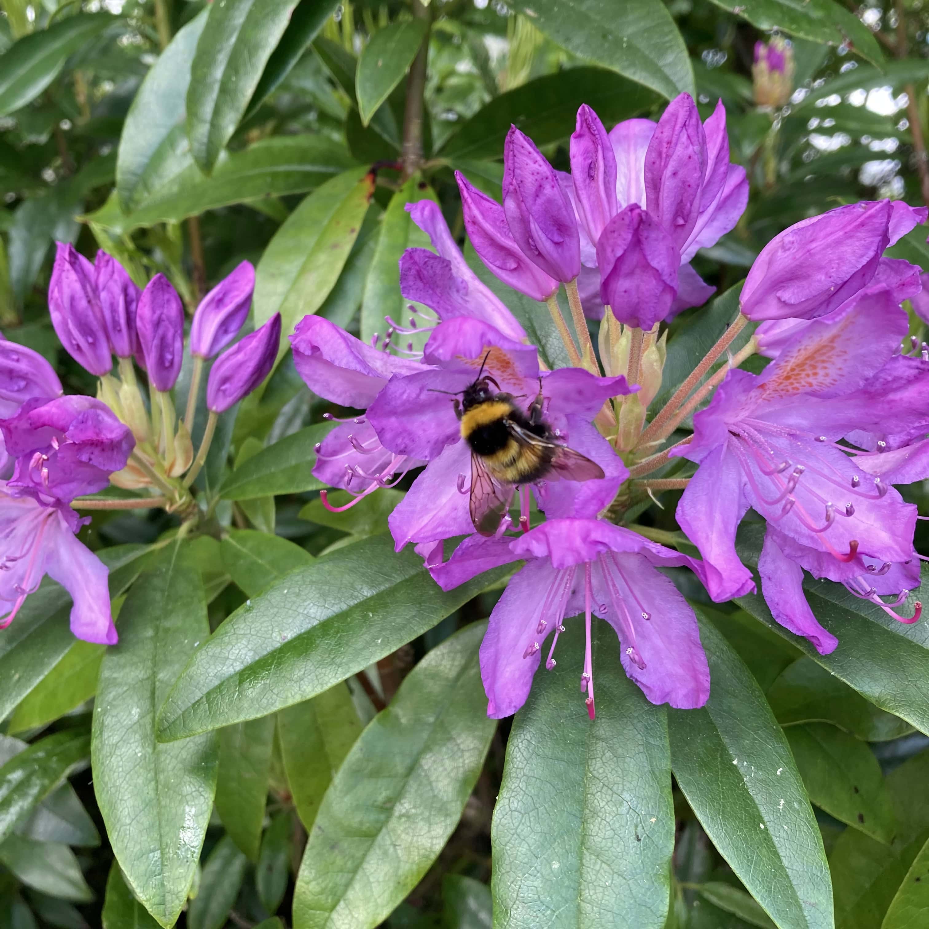 Rhodie and a Bee — Cellpic Sunday