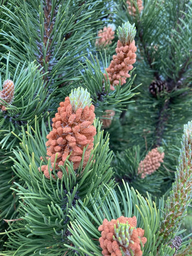 Pine
