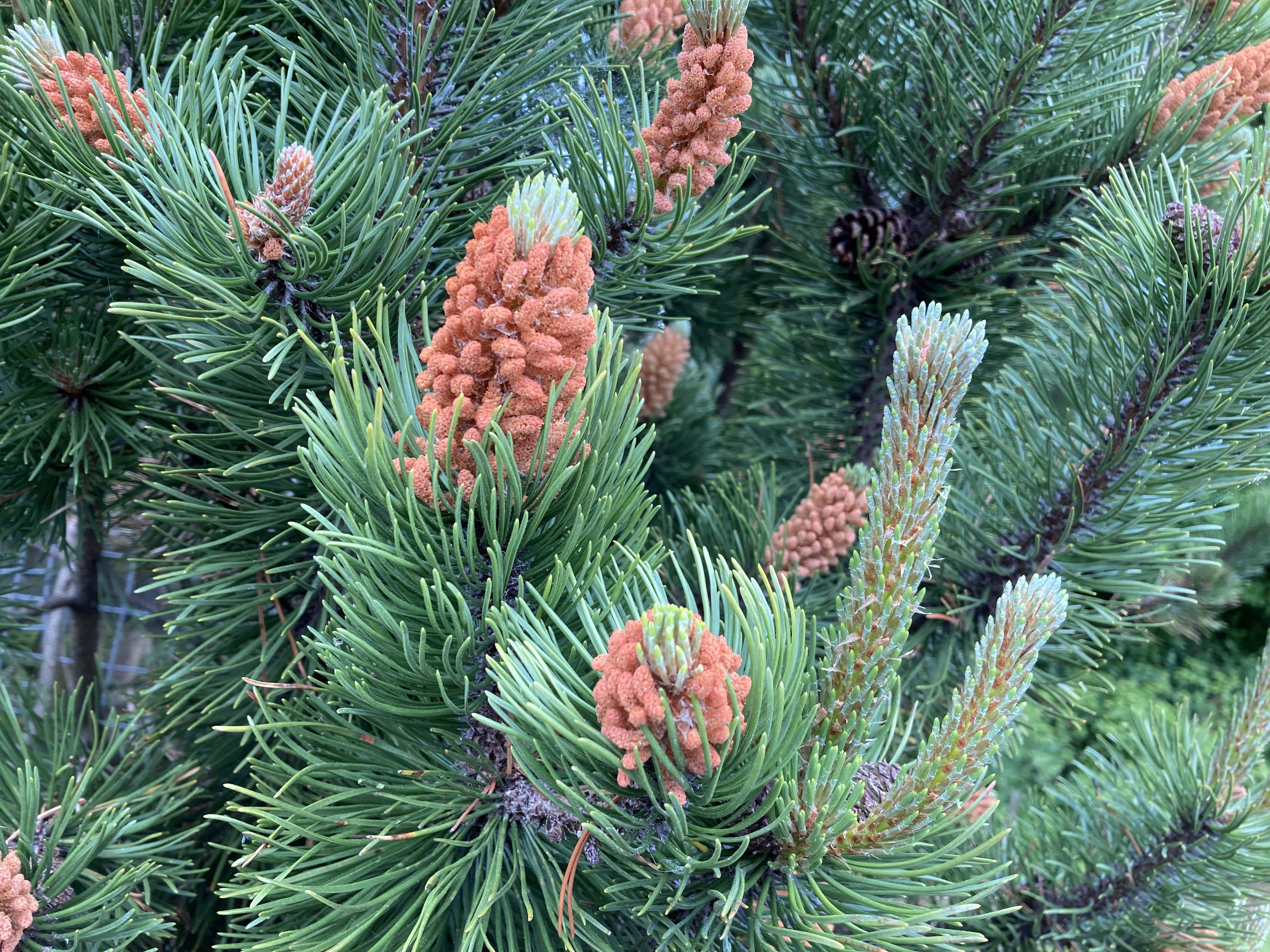 Pine — Cellpic Sunday