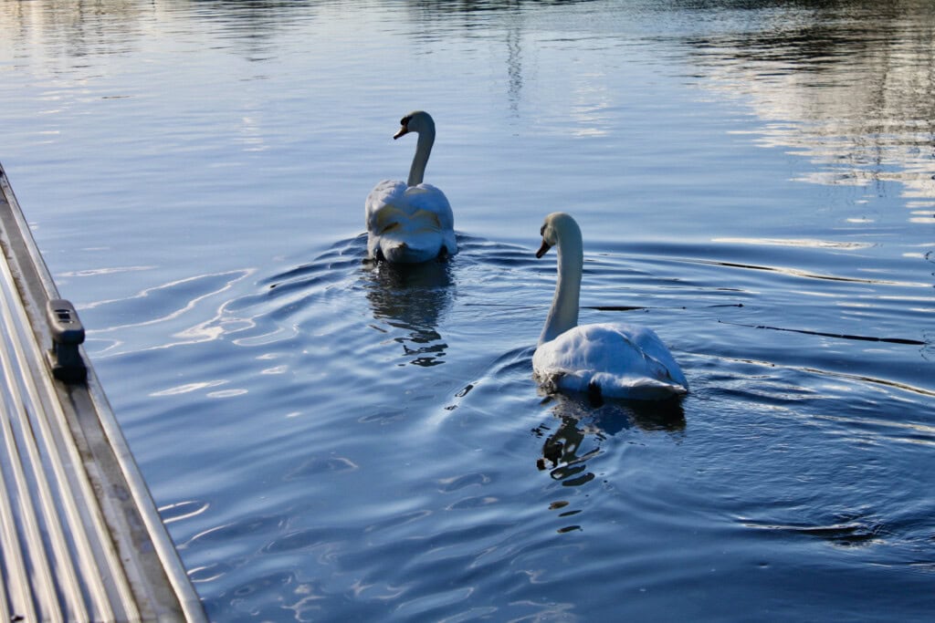 Swans on the Forth & Clyde Canal