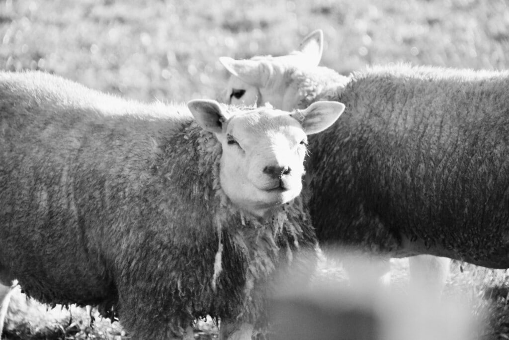 Sheep