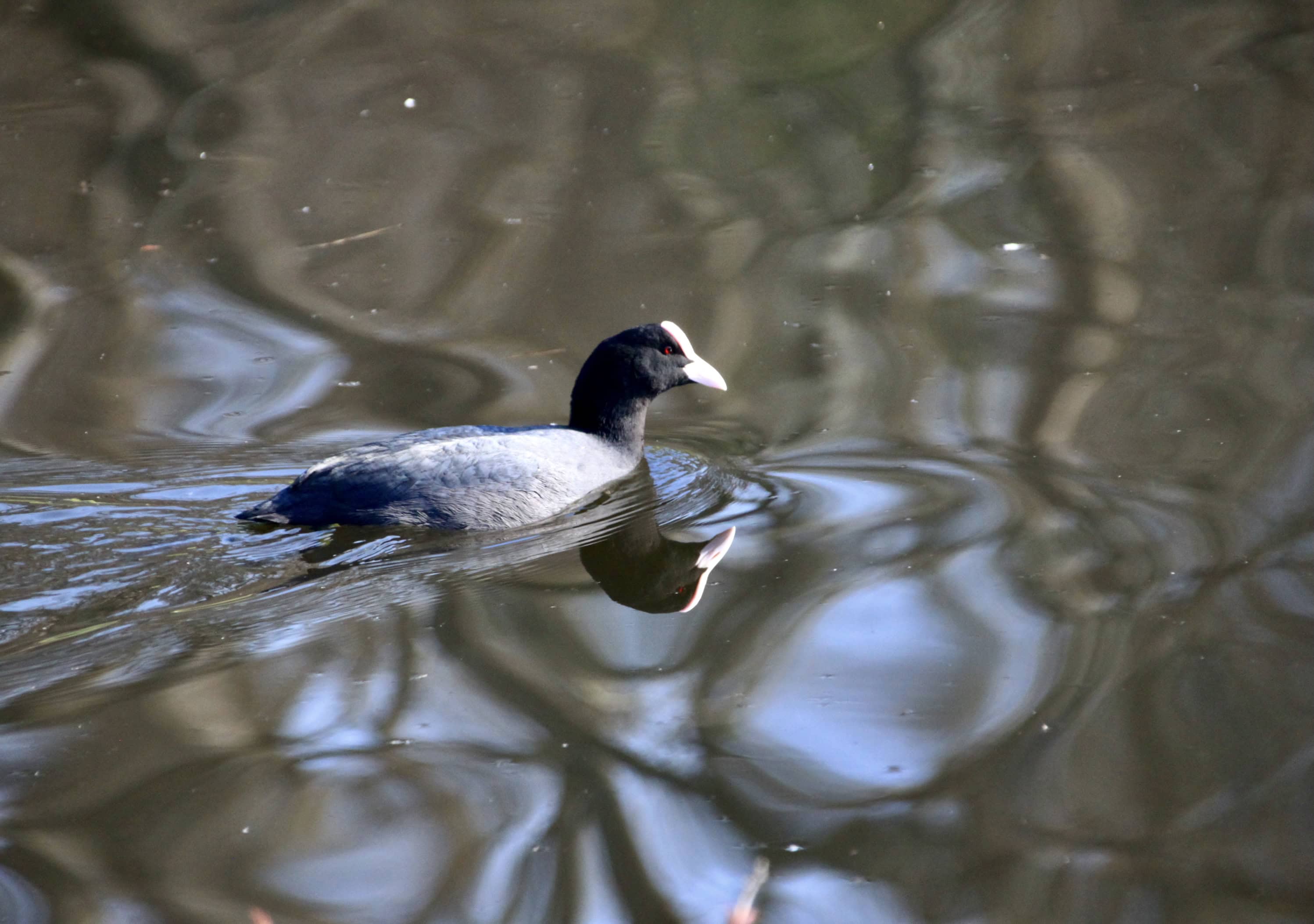 Coots — Fan Of… #155