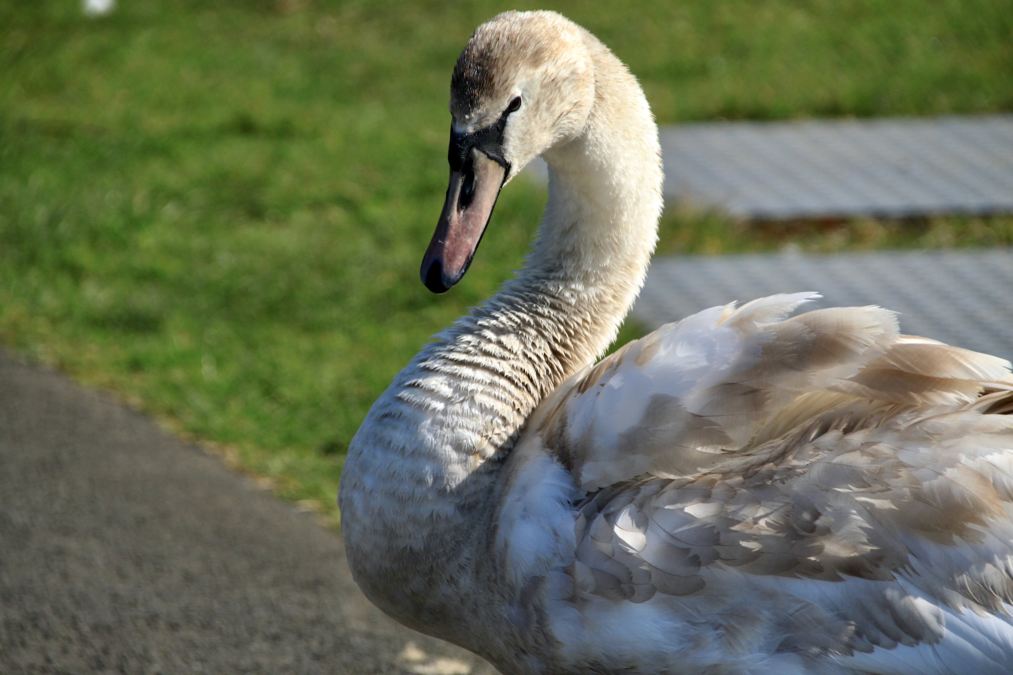 Young Swan — Monday Portrait Jun 06