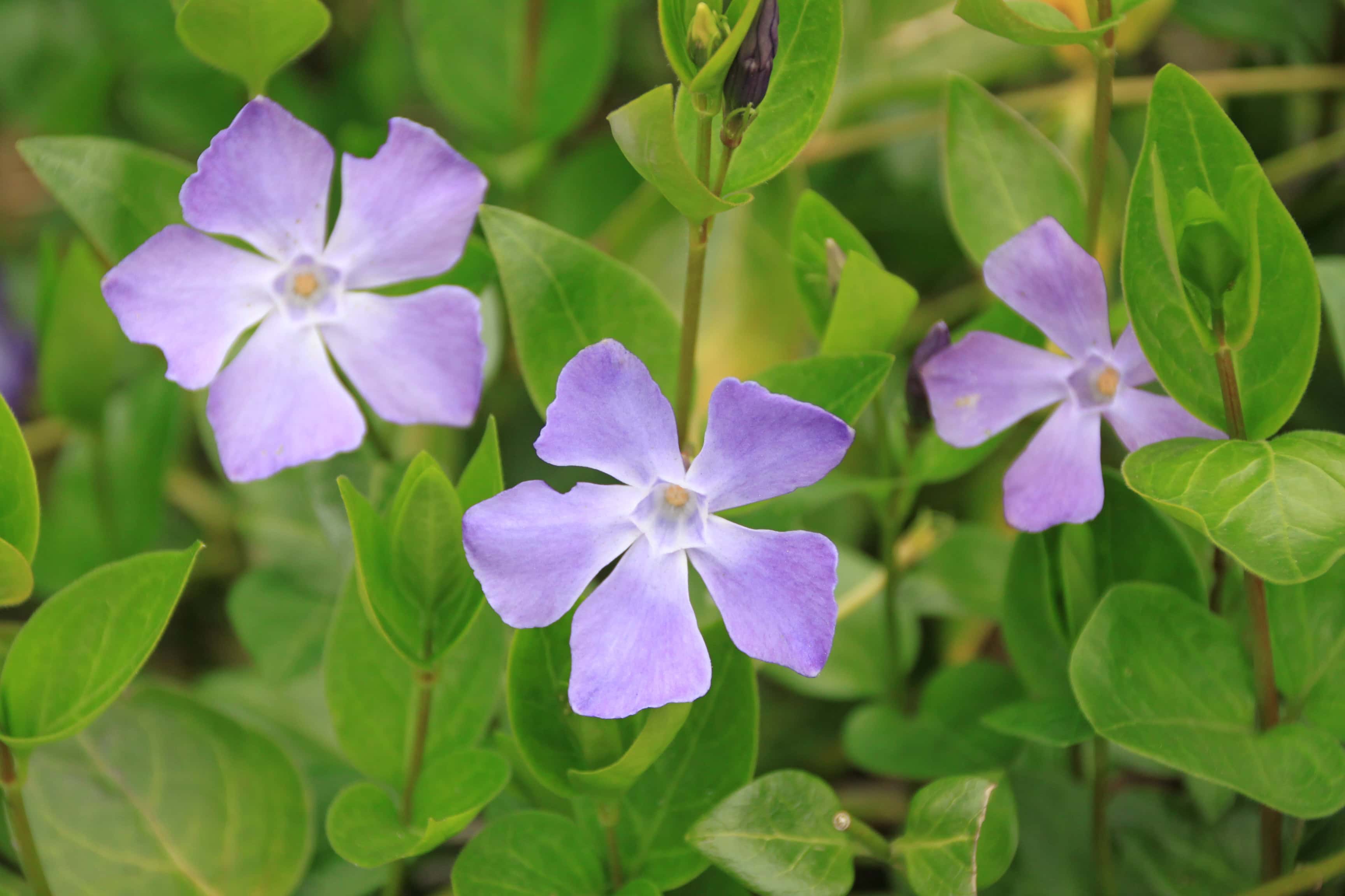 Periwinkles — Thursday Trios