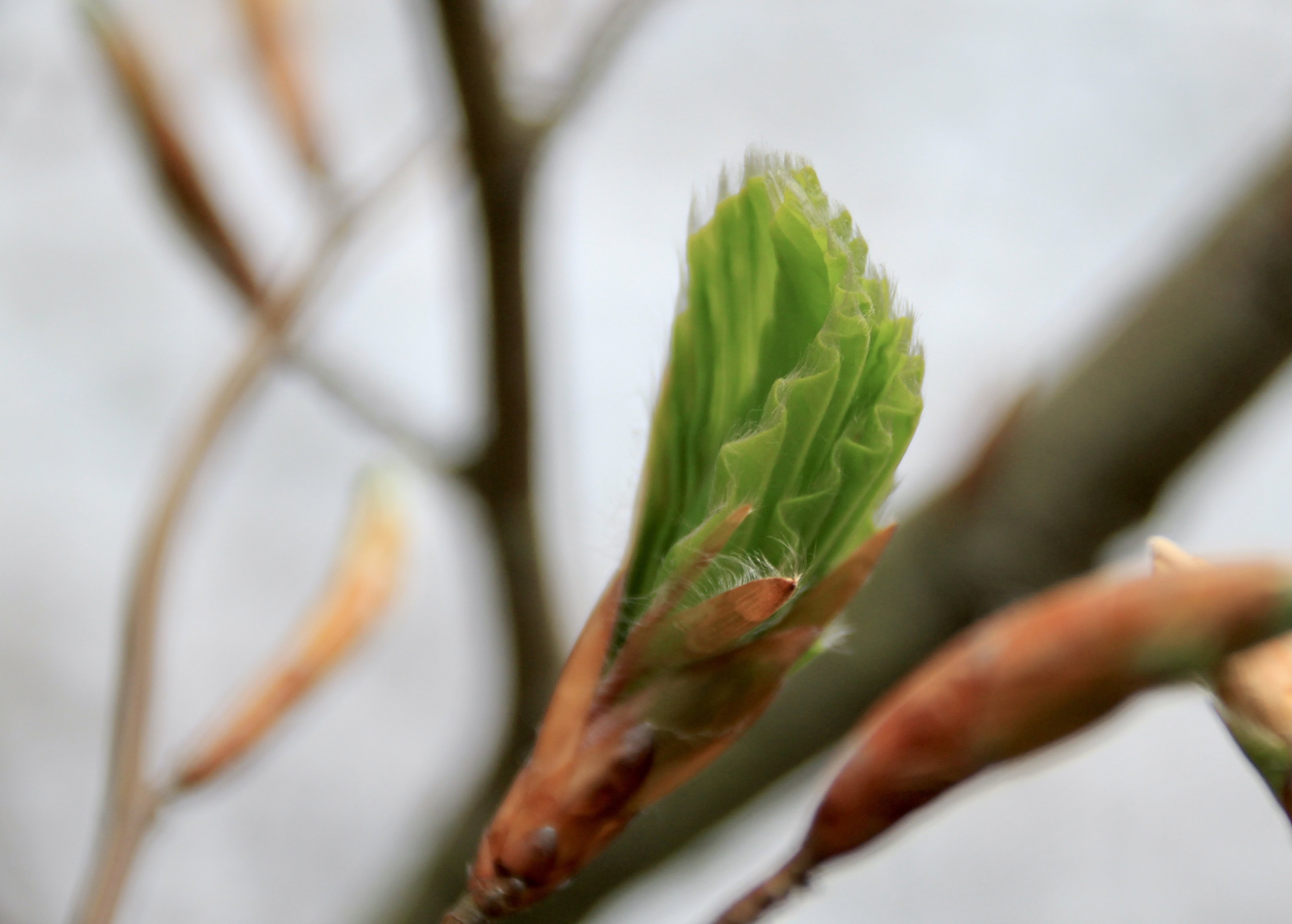 New Leaf — CMMC