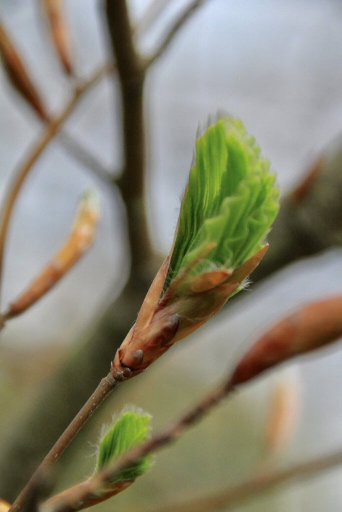 New leaf
