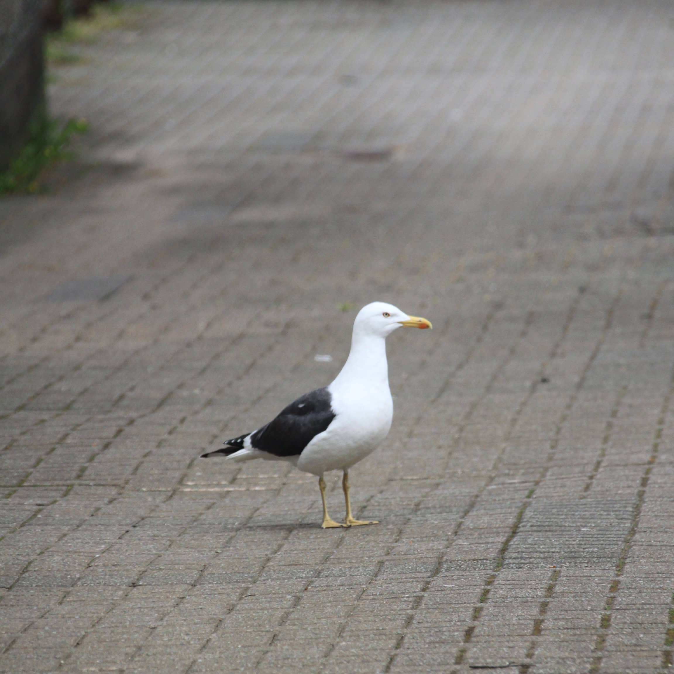 Seagull — Monday Portrait May 09