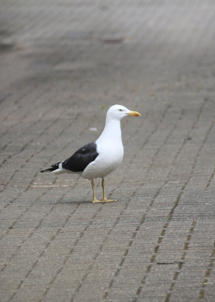Seagull