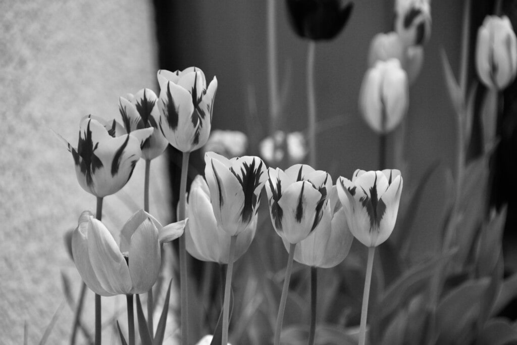 Tulips