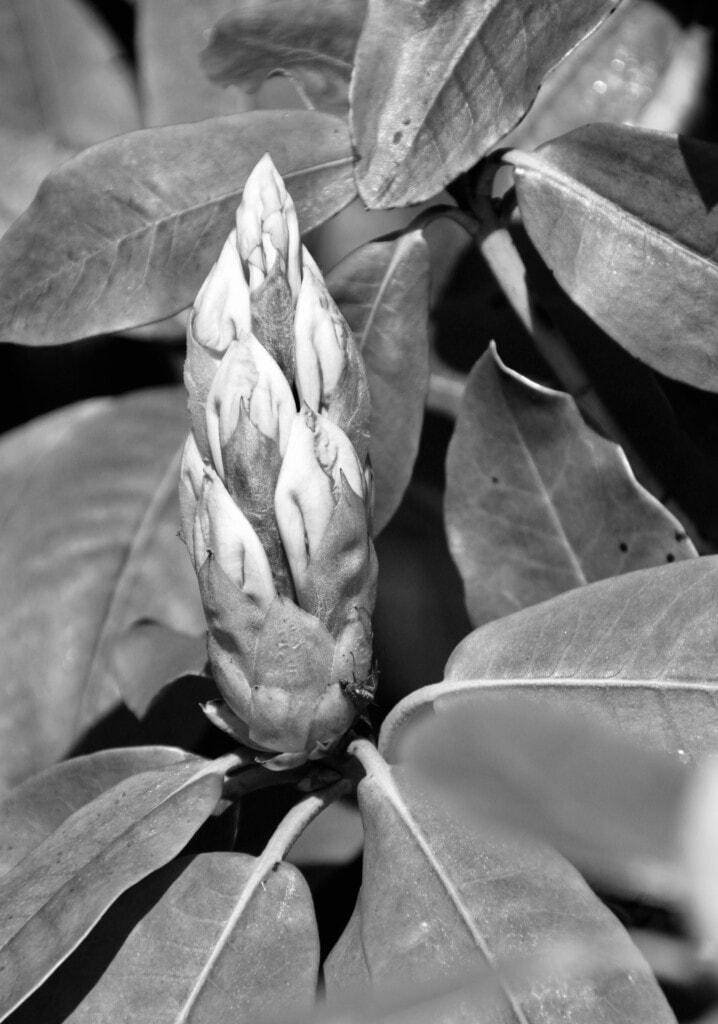 Rhododendron bud