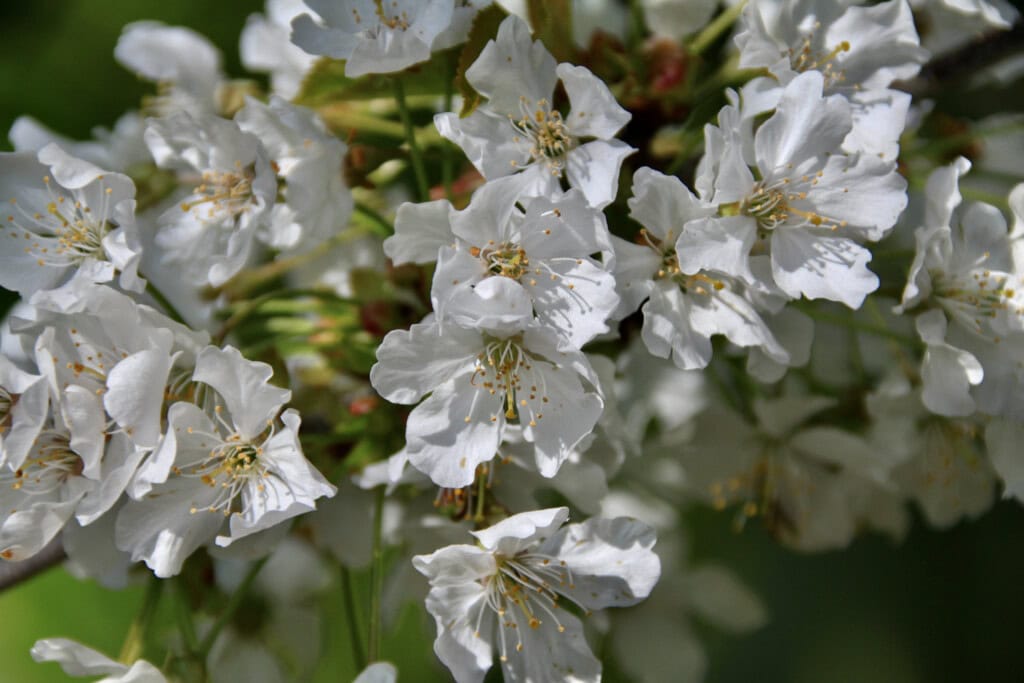 Blossom